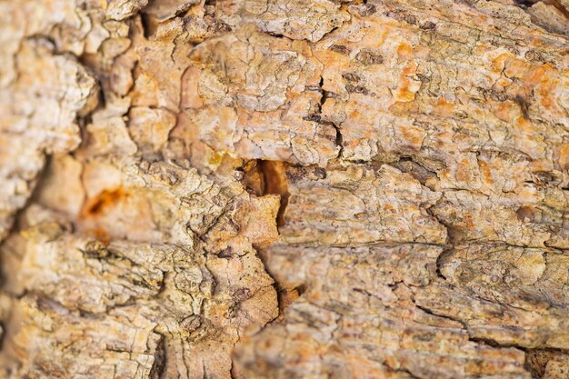 Cerrar la textura de la corteza de los árboles como fondo de madera