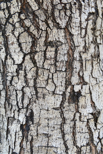 Cerrar la textura de la fractura en la corteza del árbol