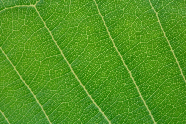 Cerrar textura de hoja verde