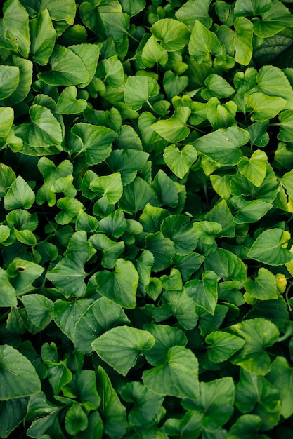 Cerrar la textura de hojas verdes tropicales y el fondo abstracto