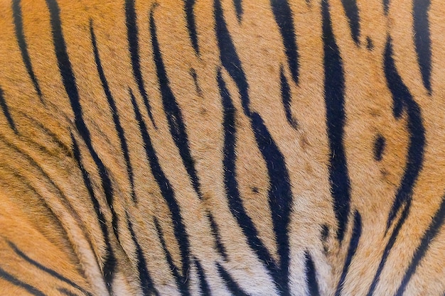 Cerrar la textura de la piel de tigre