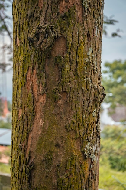 Cerrar la textura de la superficie de la foto del tronco del árbol en el patio trasero con musgo amarillo