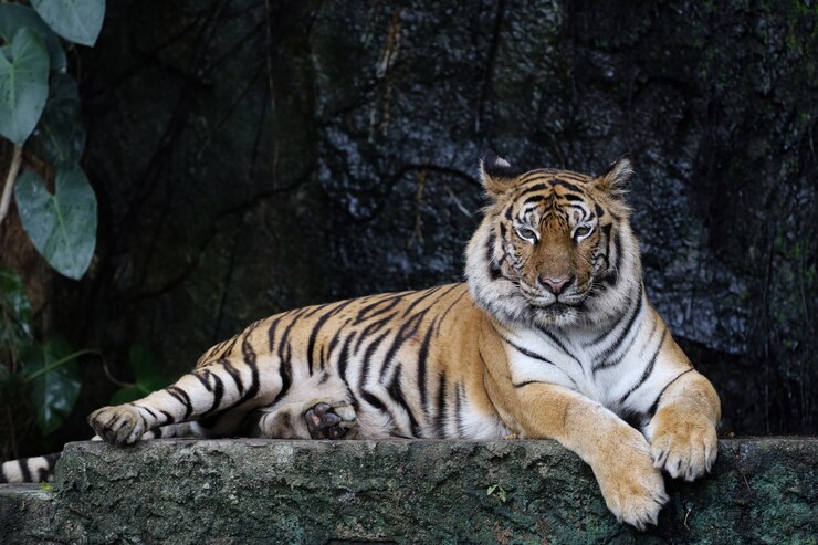 Cerrar tigre de bengala en el bosque