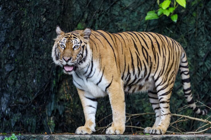 Cerrar tigre de bengala en el bosque