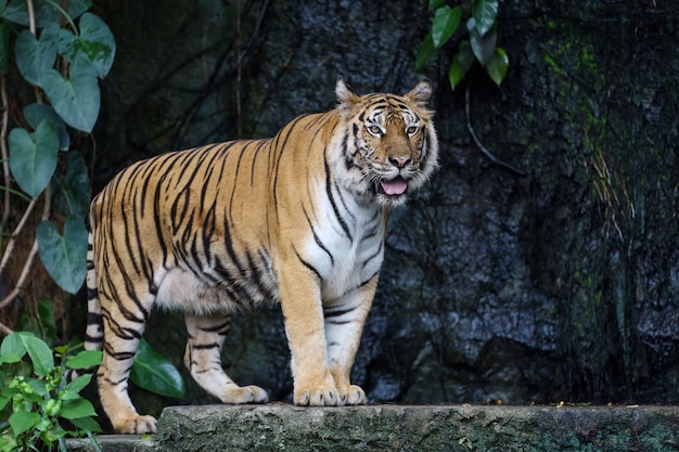 Cerrar tigre de bengala en el bosque