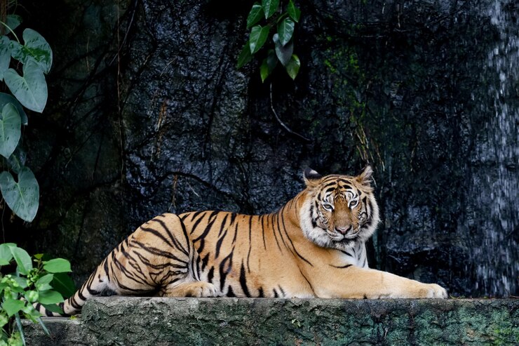 Cerrar tigre de bengala es sentarse