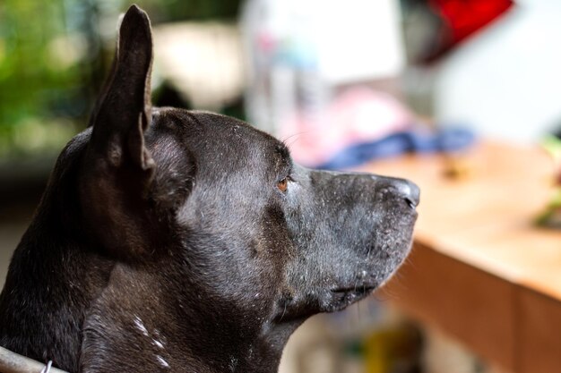 Cerrar tiro en la cabeza de la cara de perro de piel negra y mirando algo