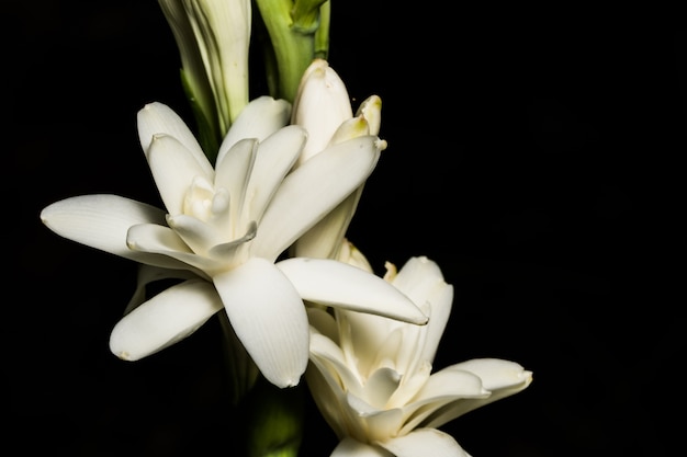 Cerrar tiros de flores blancas