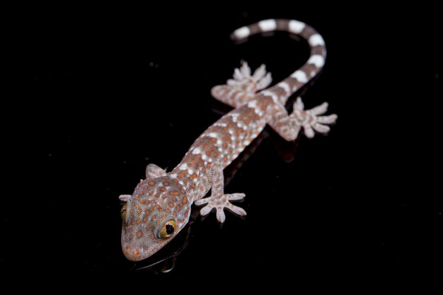 Foto cerrar tokay gecko