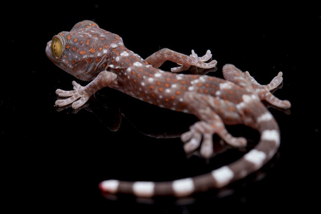 Foto cerrar tokay gecko