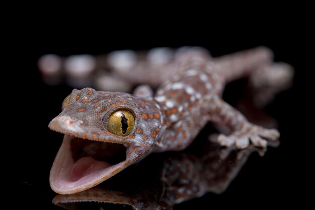 Foto cerrar tokay gecko