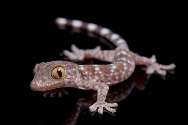 Foto cerrar tokay gecko