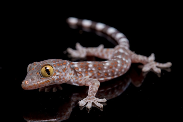 Foto cerrar tokay gecko