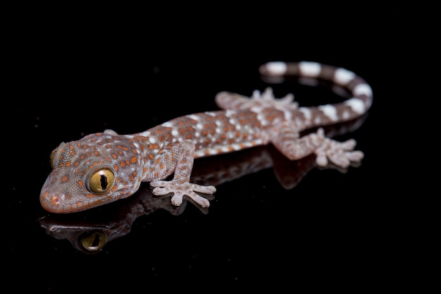 Foto cerrar tokay gecko