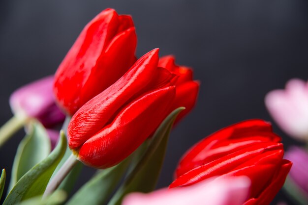 Cerrar tulipanes rojos en la oscuridad