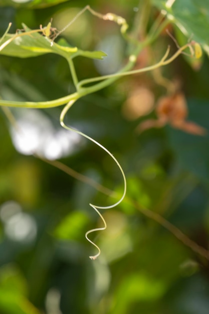 Cerrar verde dejar espiral naturaleza resumen antecedentes