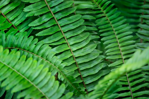 cerrar verde helecho en el bosque