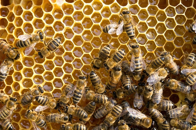 Cerrar vista de las abejas obreras en honeycells