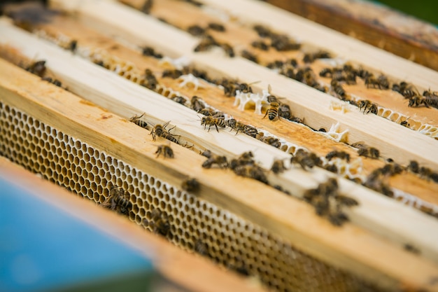 Cerrar vista de las abejas trabajando en células de miel. Abejas trabajando en panal. Abejas en panales. Marcos de una colmena de abejas