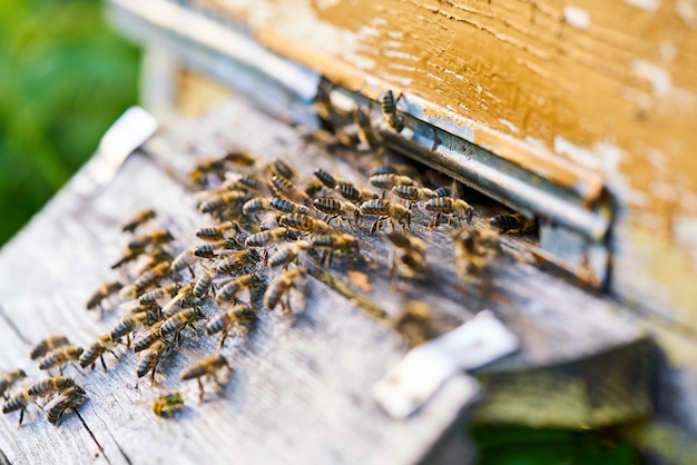 Cerrar vista de las abejas trabajando en el panal con dulce miel. La miel es un producto saludable para la apicultura.