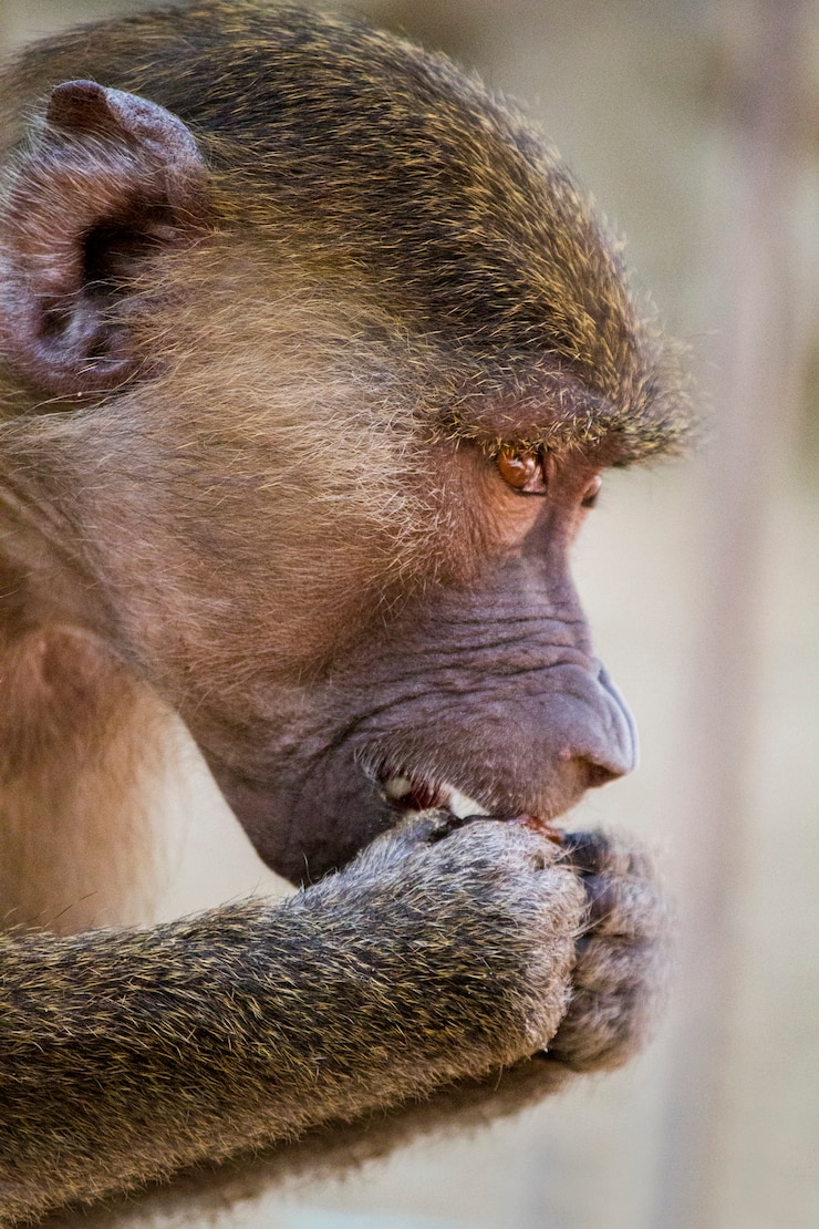 Foto cerrar vista de un babuino hamadryas (papio hamadryas).