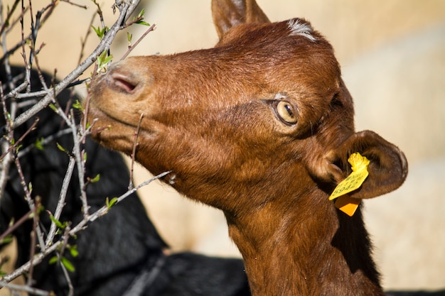 Cerrar vista de una cabra doméstica marrón comiendo hojas de un árbol.