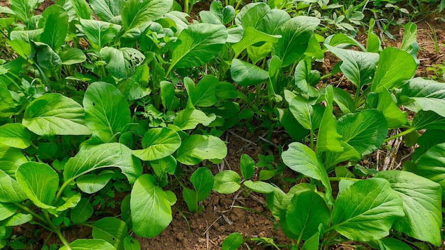 Cerrar vista Caisim Brassica juncea L es una planta vegetal con un clima subtropical