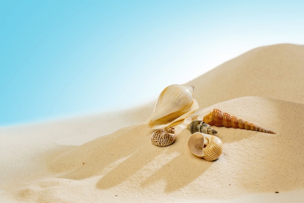 Cerrar vista de conchas en la playa de arena