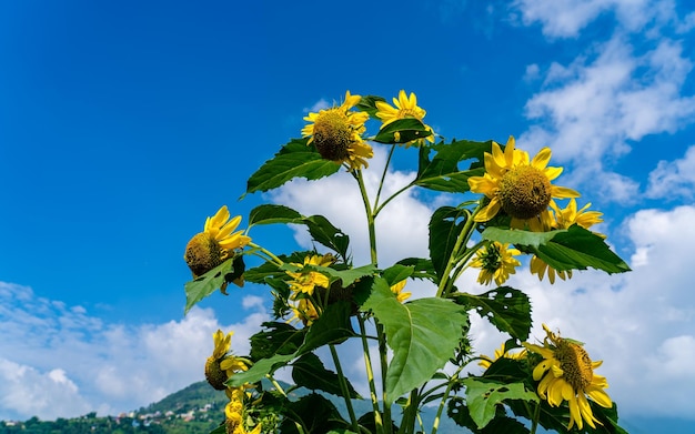 Cerrar vista de flor de girasol en tierras de cultivo.