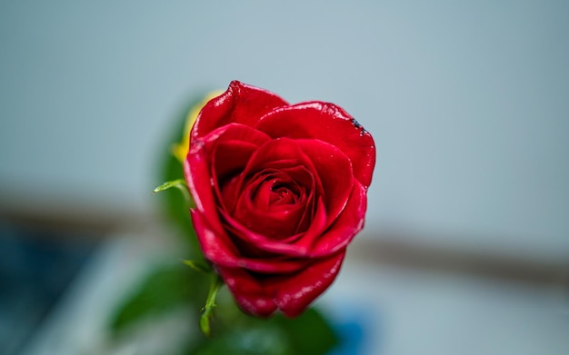 Cerrar vista de flor rosa roja y amarilla