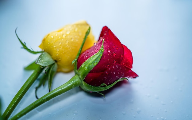 Cerrar vista de flor rosa roja y amarilla