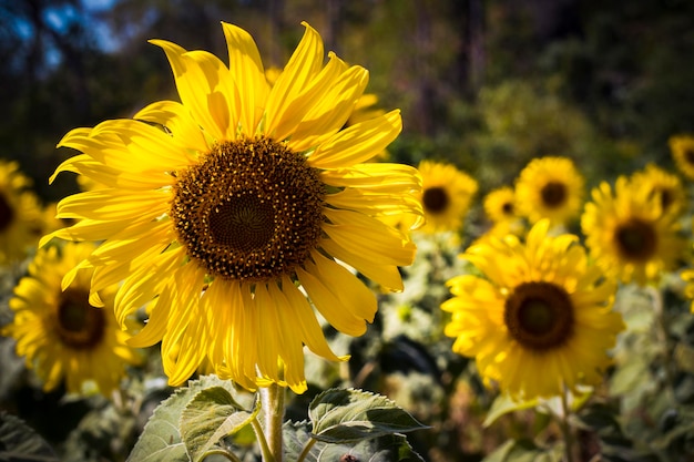 Cerrar vista de flores de girasol en el campo. Girasol brillante a la luz del atardecer, primer plano, enfoque selectivo