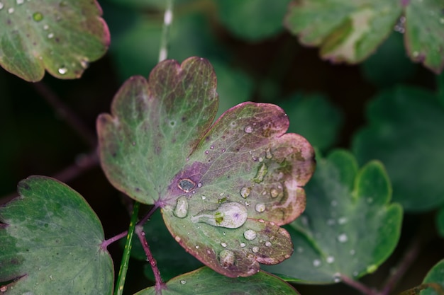Cerrar vista de gotas de agua sobre hojas verdes después de la lluvia, enfoque selectivo y fondo borroso.