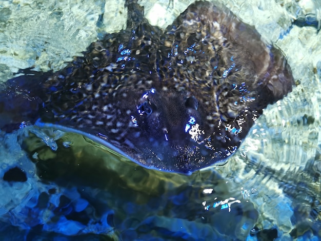 Cerrar vista de una hermosa Stingray nadando.