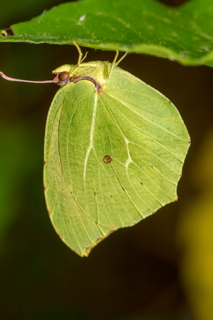 Cerrar vista del hermoso insecto mariposa Gonepteryx cleopatra.