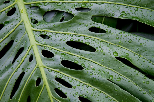 Cerrar vista de una hoja de monstera deliciosa con gotas de lluvia.