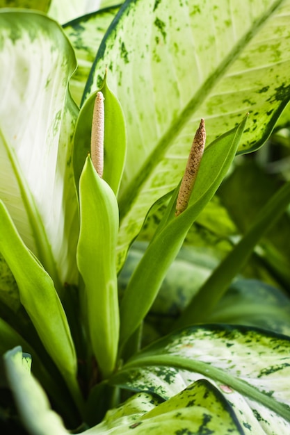 Cerrar vista de hoja verde fresca