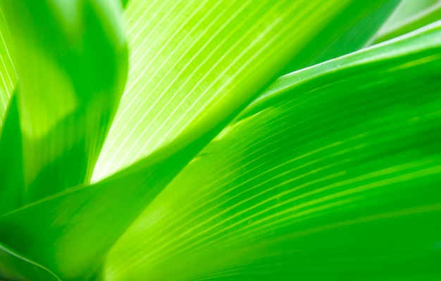 Cerrar vista hojas verdes naturales con la luz del sol en el jardín de la ecología