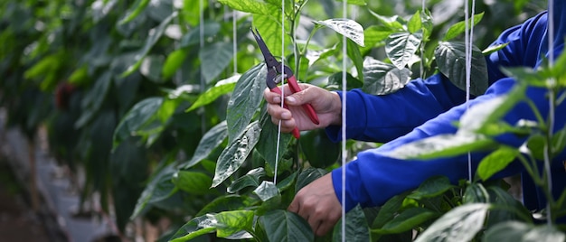 Cerrar vista de jardinero manos sosteniendo tijeras de podar podando plantas verdes el invernadero