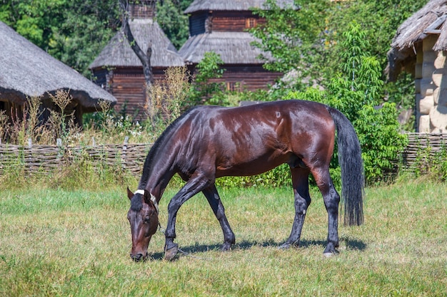 Cerrar vista lateral de un hermoso caballo marrón comiendo hierba en un prado verde en verano