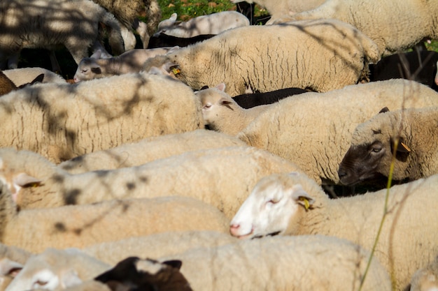 Cerrar vista de una manada de ovejas blancas en el campo.