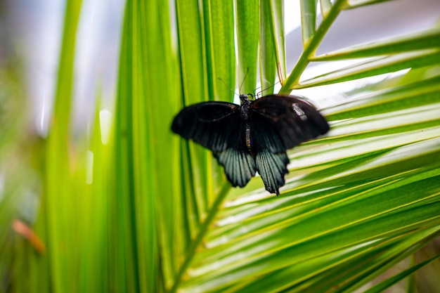 Cerrar vista de mariposa tropical grande