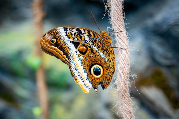 Cerrar vista de mariposa tropical grande