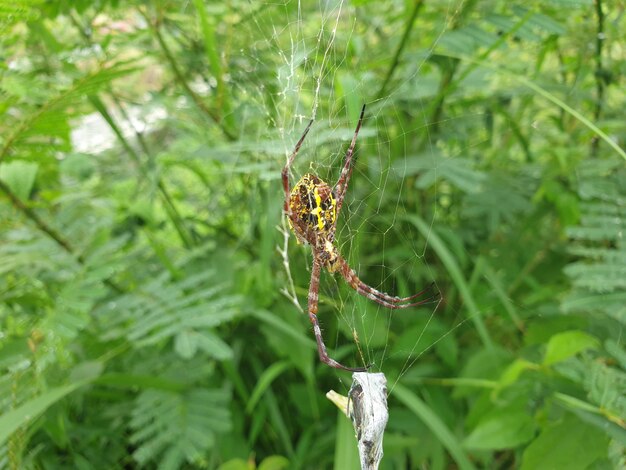 Cerrar vista de la naturaleza de la araña en el fondo del árbol