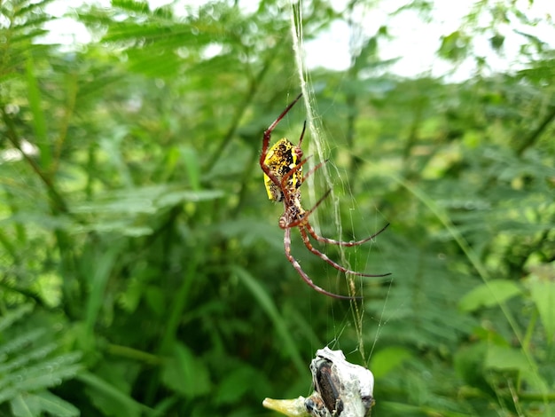 Cerrar vista de la naturaleza de la araña en el fondo del árbol