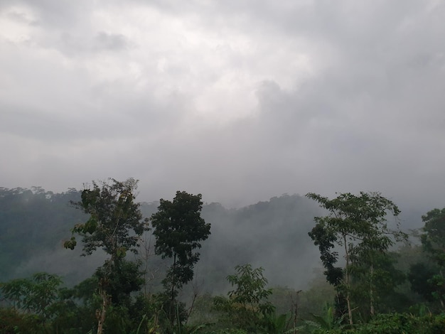 Cerrar vista de la naturaleza del árbol y el cielo en el fondo de la colina