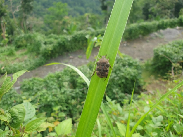 Cerrar vista de la naturaleza de betle en el fondo de la hoja