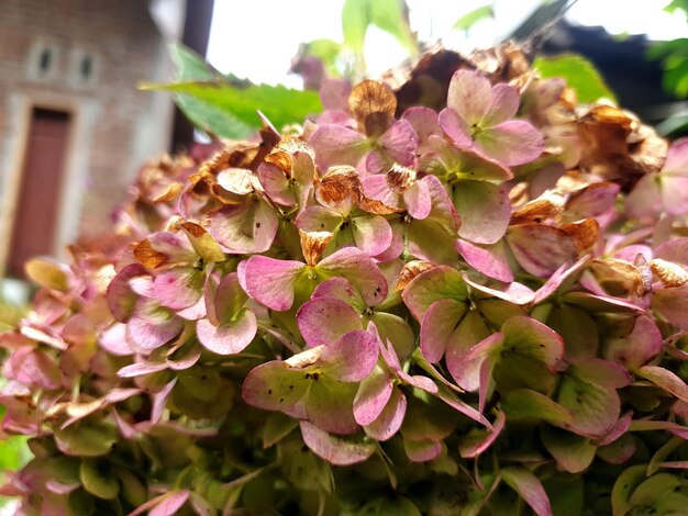 Cerrar vista de la naturaleza de flores de color rosa rojo fondo de belleza concepto de naturaleza hoja tropical