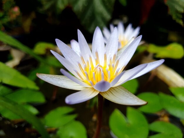 Cerrar vista de naturaleza de fondo de flor de loto