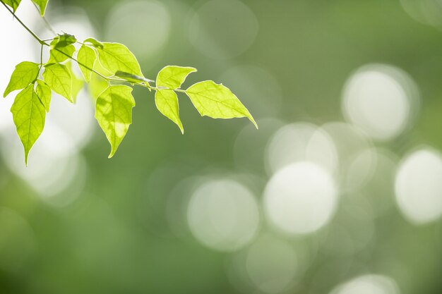 Cerrar vista de naturaleza de hoja verde sobre fondo verde borroso